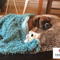 Pet Accessory business - Bacchus Marsh New listing
